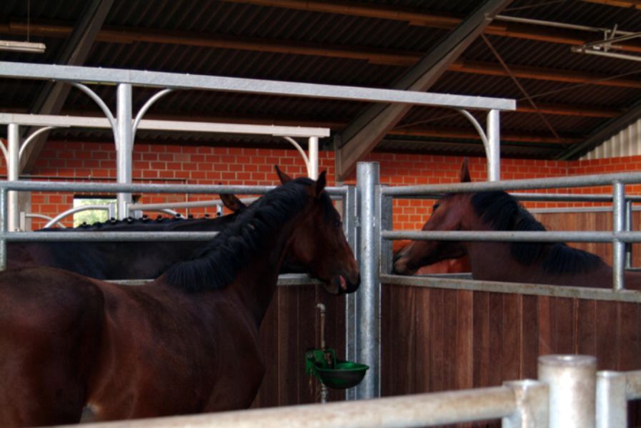 drei Pferde in Boxen in einem Stall